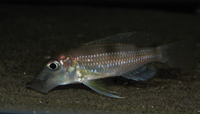 Gnathochromis permaxillaris